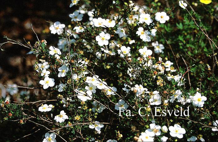 Potentilla fruticosa 'Veitchii' (14695)