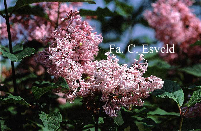 Syringa 'Bellicent'