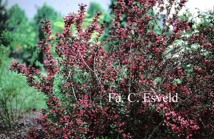 Weigela 'Minuet'