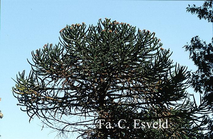 Araucaria araucana