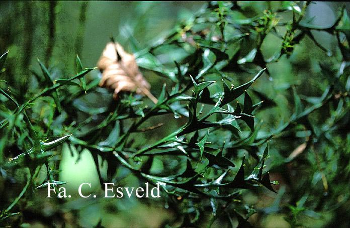 Colletia armata