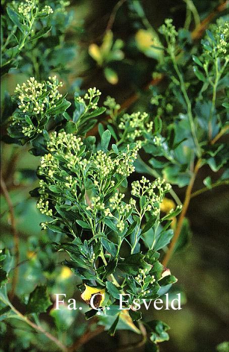 Baccharis halimifolia