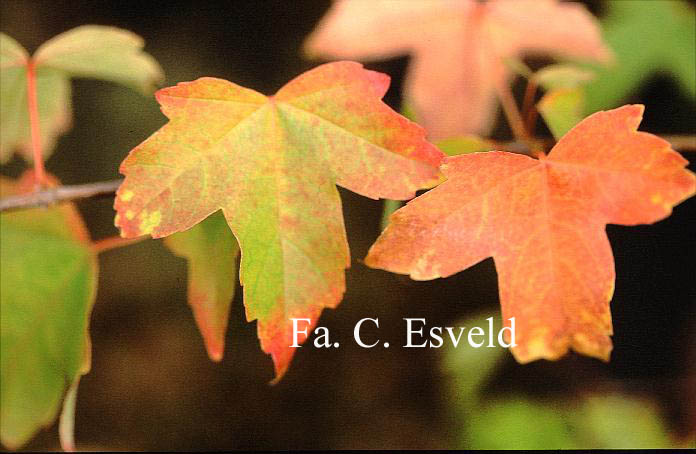 Acer buergerianum formosanum