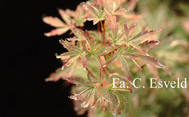 Acer palmatum 'Kocho nishiki'