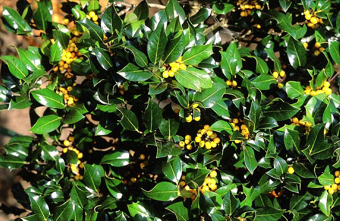 Ilex aquifolium 'Fructu Aurantiaca'