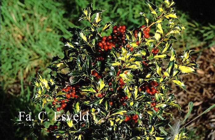 Ilex aquifolium 'Golden Milkmaid'
