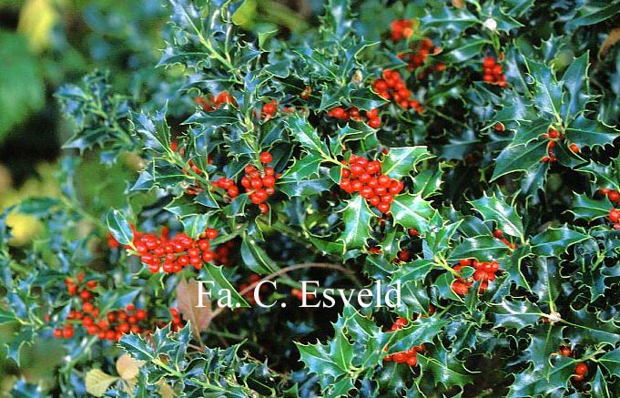 Ilex aquifolium 'Alaska'