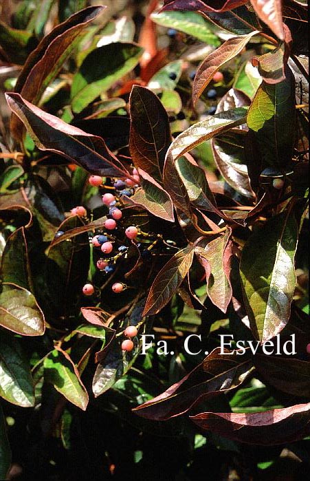 Viburnum nudum 'Winterthur'