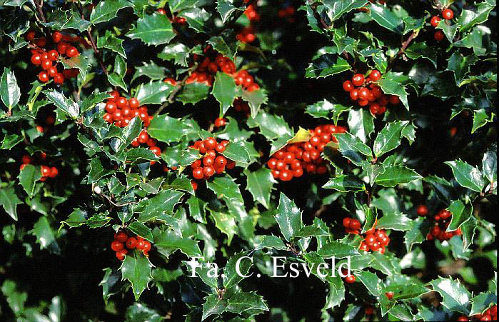 Ilex meserveae 'Blue Angel'