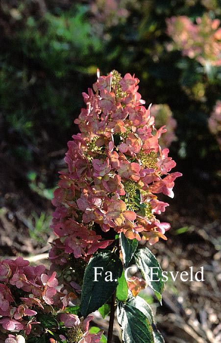 Hydrangea paniculata 'Unique'