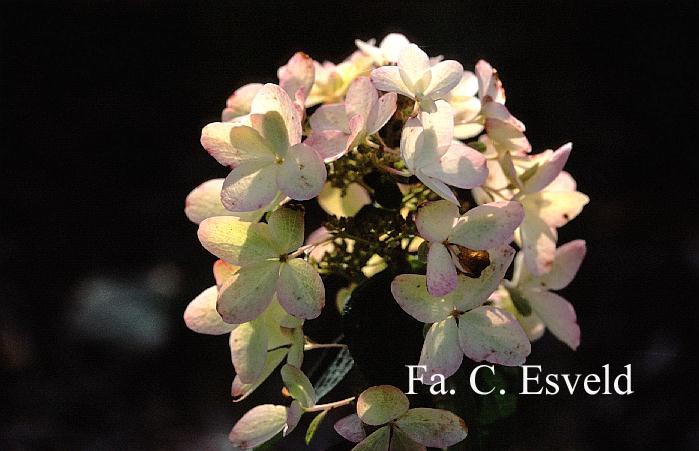 Hydrangea paniculata 'Ammarin'