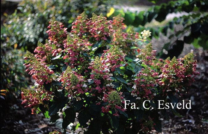 Hydrangea paniculata 'Mid Late Summer'