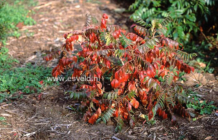 Rhus copallina