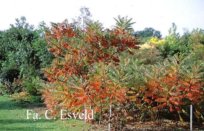 Rhus verniciflua