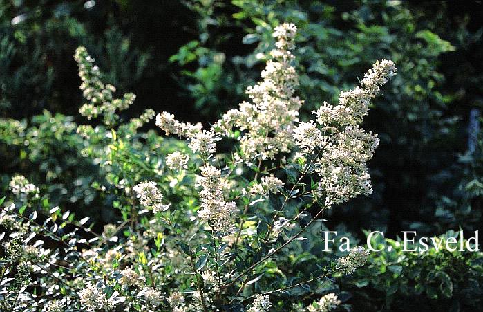 Abelia chinensis