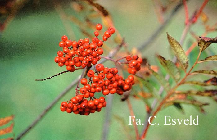 Plantentuin Esveld