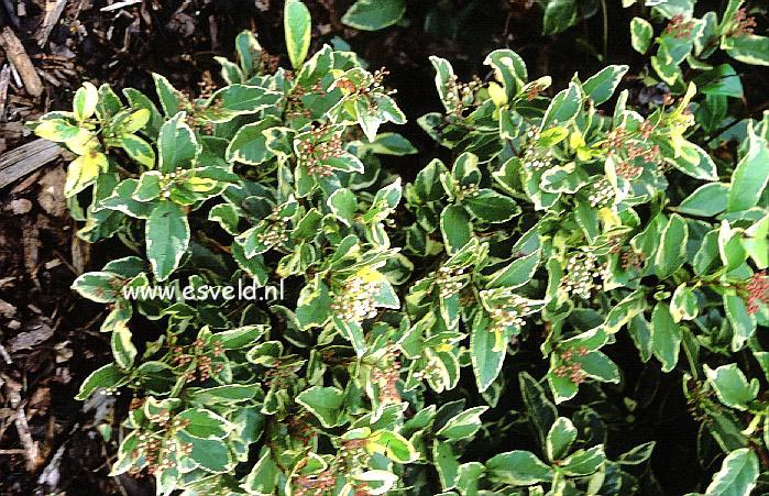 Viburnum tinus 'Bewley's Variety'