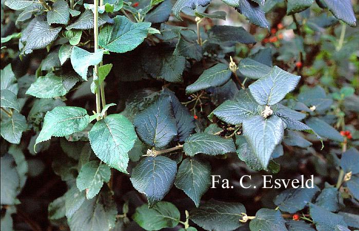 Viburnum lantana 'Lanceolatum'