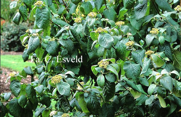 Viburnum lantana 'Macrophyllum'