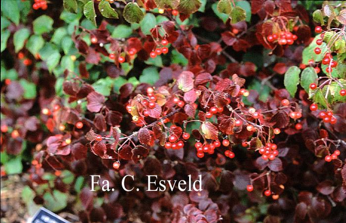 Viburnum betulifolium