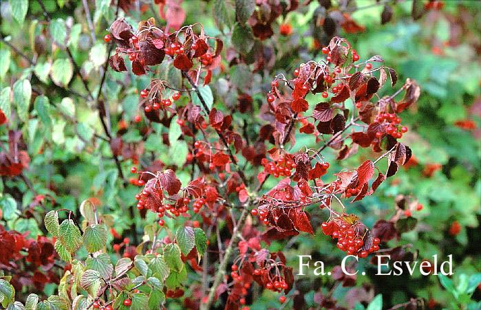 Viburnum betulifolium