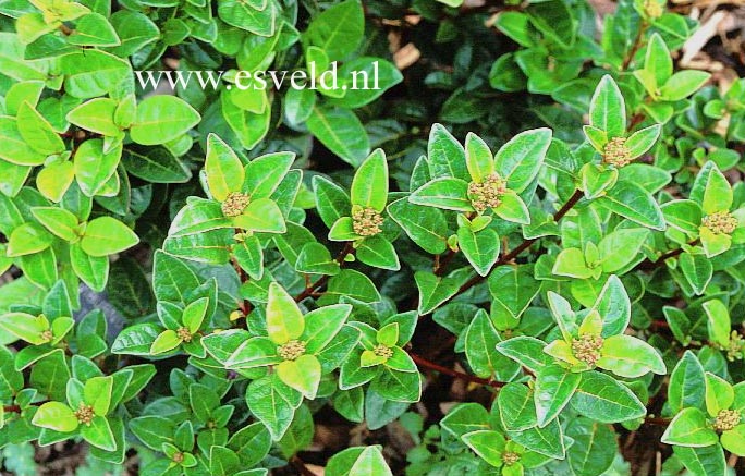 Plantentuin Esveld