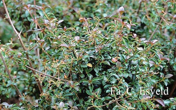 Viburnum foetidum var. rectangulatum