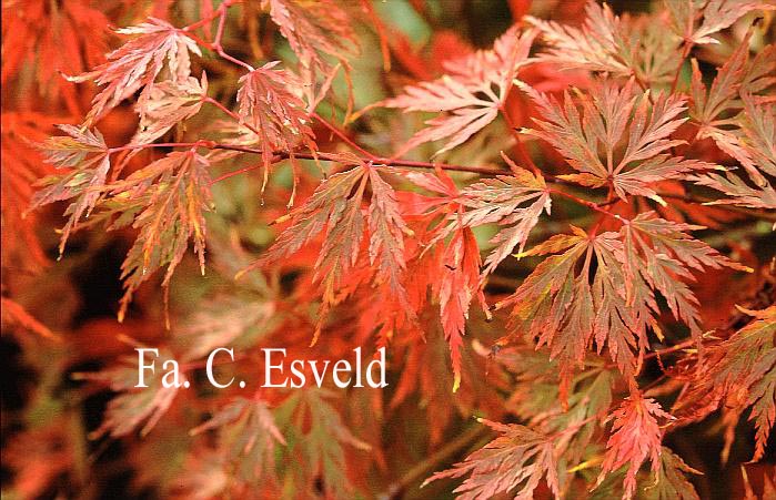 Acer palmatum 'Emerald Lace'