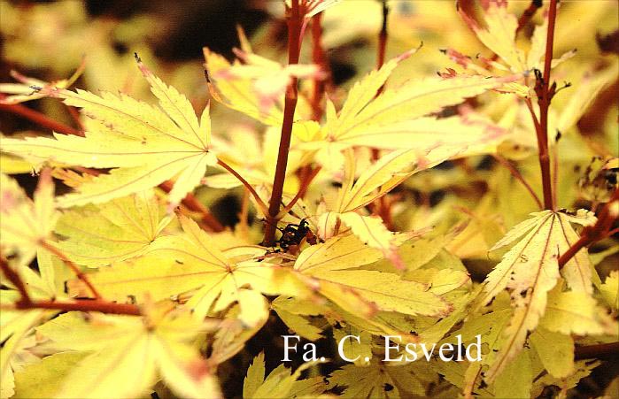 Acer palmatum 'Fjellheim'