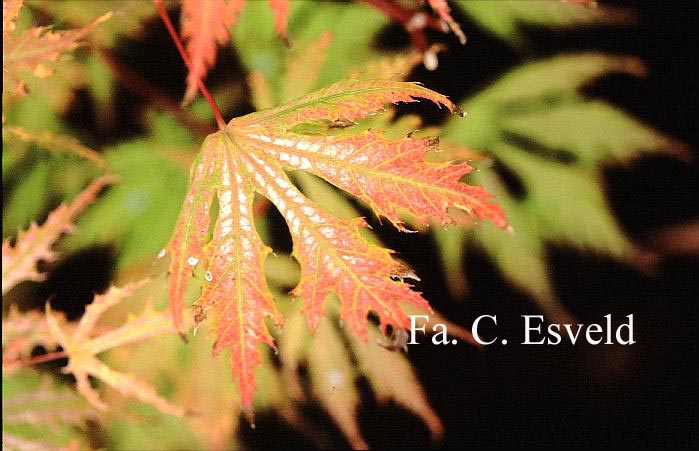 Acer palmatum 'Sister Ghost'