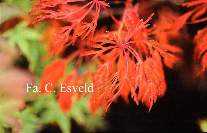 Acer japonicum 'Fairy Light'