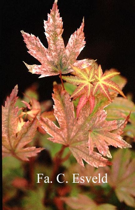 Acer palmatum 'Kawahara Rose'