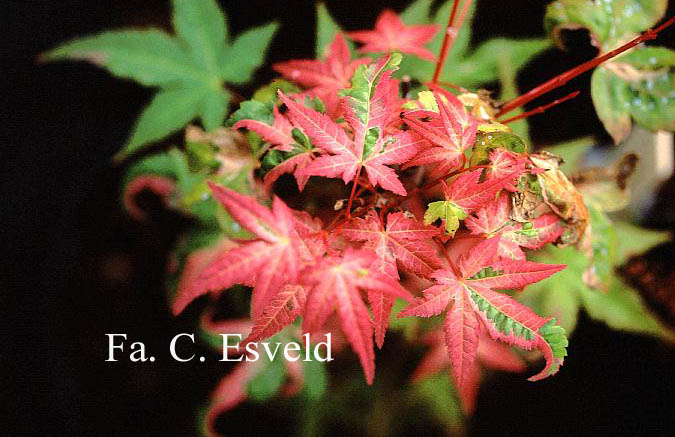 Acer palmatum 'Murasaki Shikibu'
