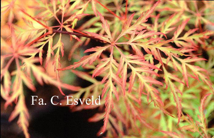 Acer palmatum 'Berrima Bridge'