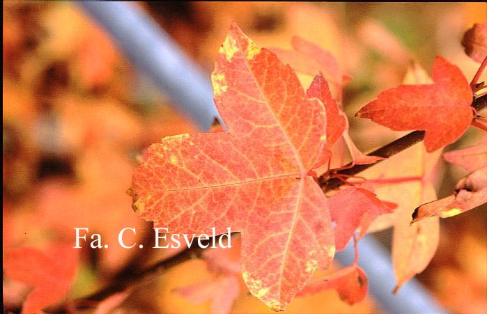 Acer oliverianum ssp. formosanum