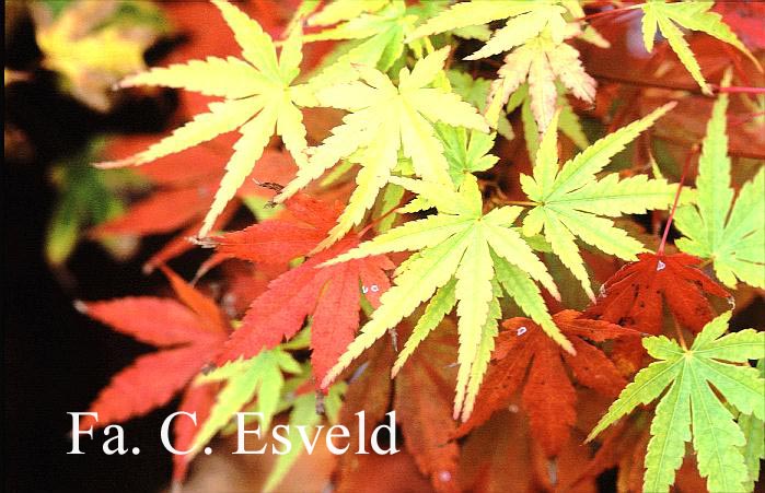 Acer palmatum 'Nukata'