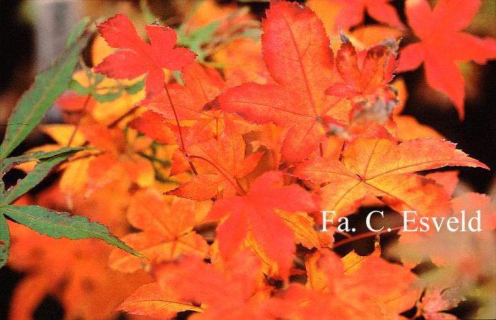 Acer palmatum 'Satsuki beni'