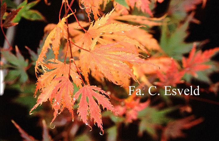 Acer palmatum 'Sister Ghost'