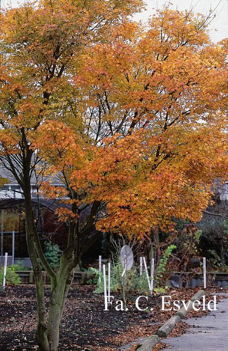 Acer palmatum 'Rising Sun'