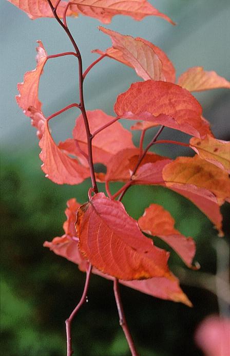 Stachyurus chinensis