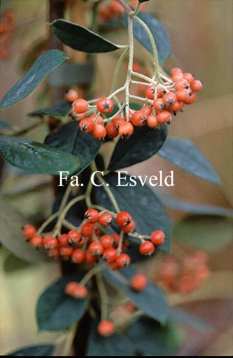 Cotoneaster lacteus