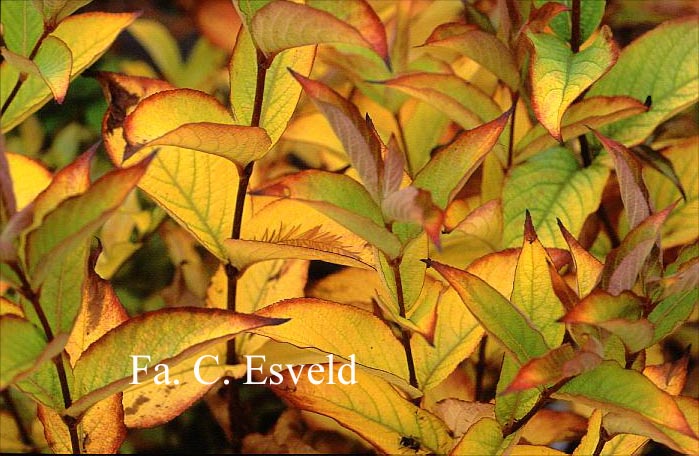 Weigela 'Chameleon'