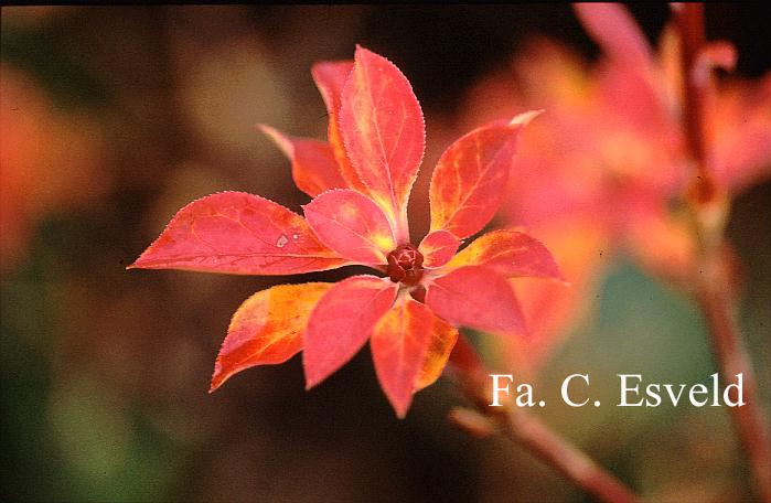 Enkianthus campanulatus 'Victoria'