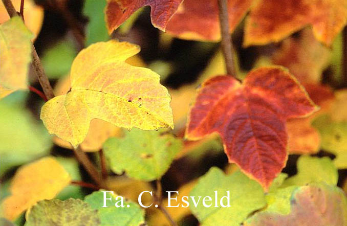 Viburnum opulus var. calvescens