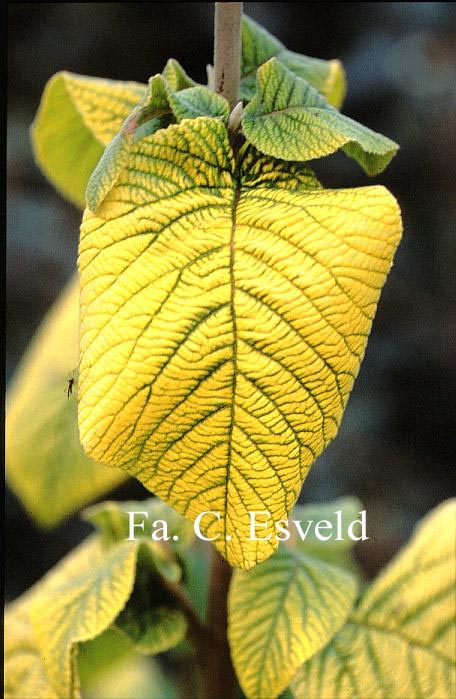 Viburnum lantana 'Aureum'