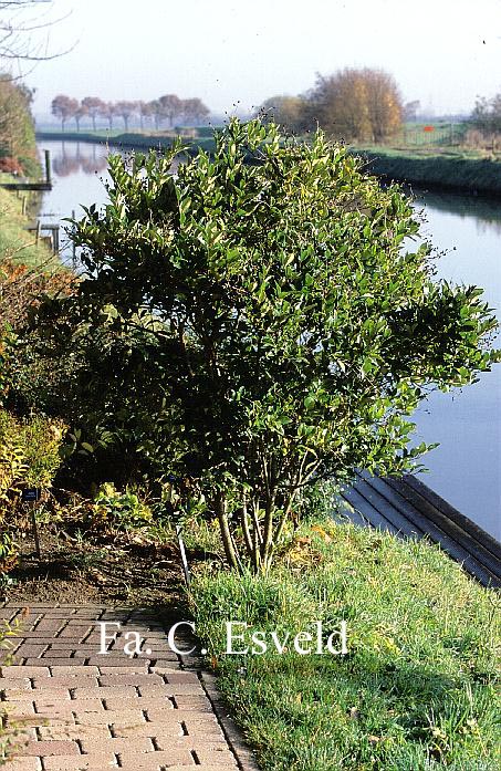 Ligustrum japonicum