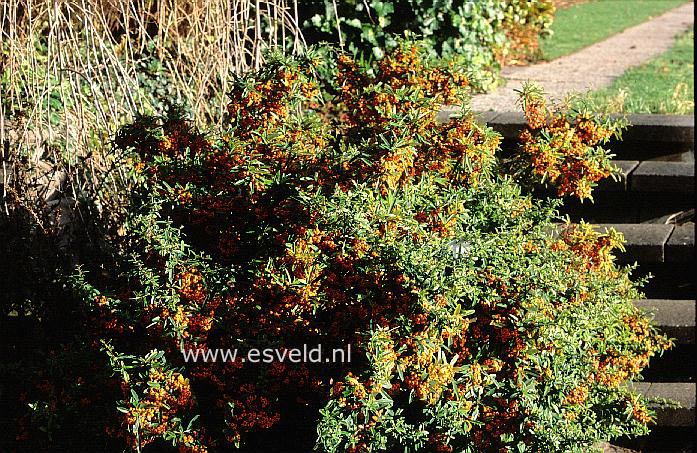 Pyracantha 'Navaho'