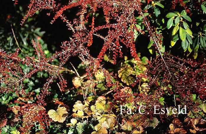 Cotoneaster horizontalis 'Horizon'