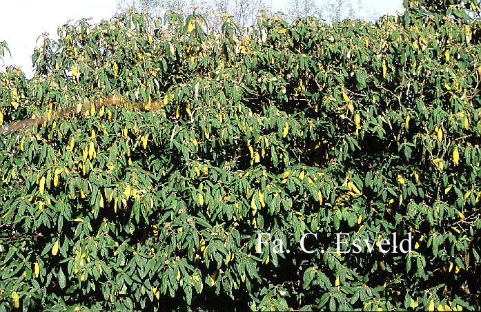 Viburnum rhytidophyllum