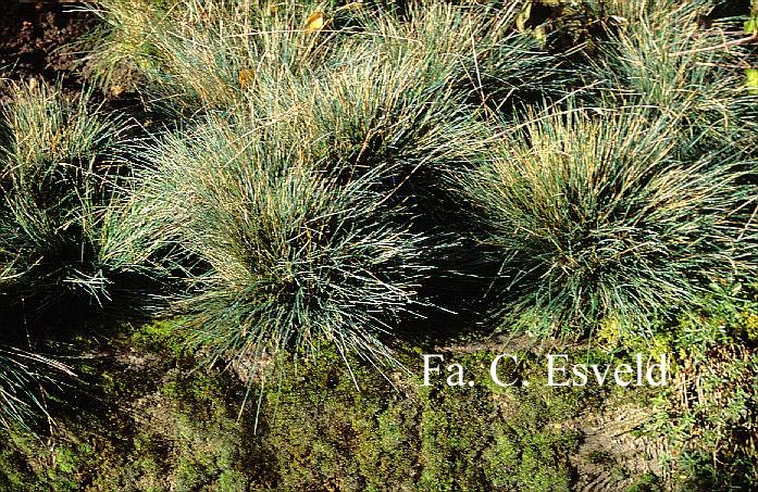 Festuca glauca